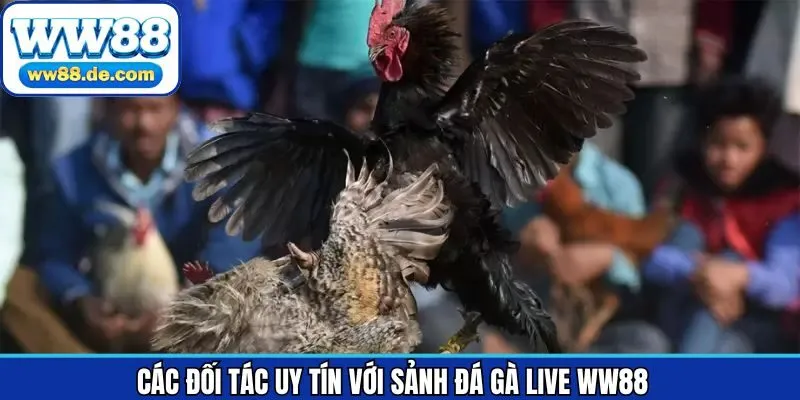 Top những nhà hợp tác quan trọng khi tham gia sảnh đá gà