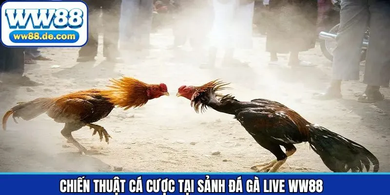 Bí kíp chiến thuật bất bại khi tham gia cá cược đá gà live WW88