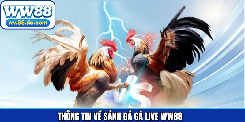 Tổng quan sơ lược đối với đá gà live WW88 